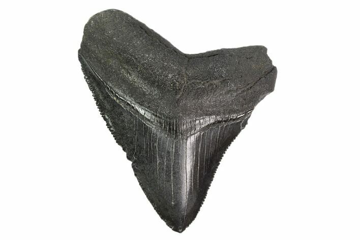 Serrated, 2.67" Fossil Megalodon Tooth